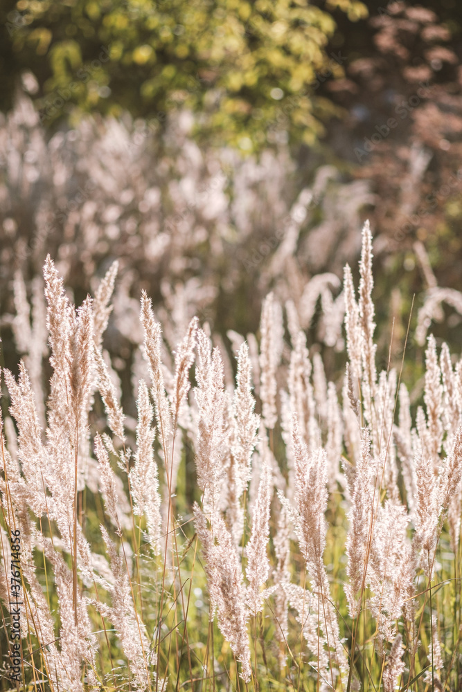 Dry reed, reed layer, reed seeds. Golden reed grass in the fall in the sun. Abstract natural background. Beautiful pattern with neutral colors. Selective focus Dry reed, reed layer, reed seeds. Golden reed grass in the fall in the sun. Abstract natural background. Beautiful pattern with neutral colors. Selective focus