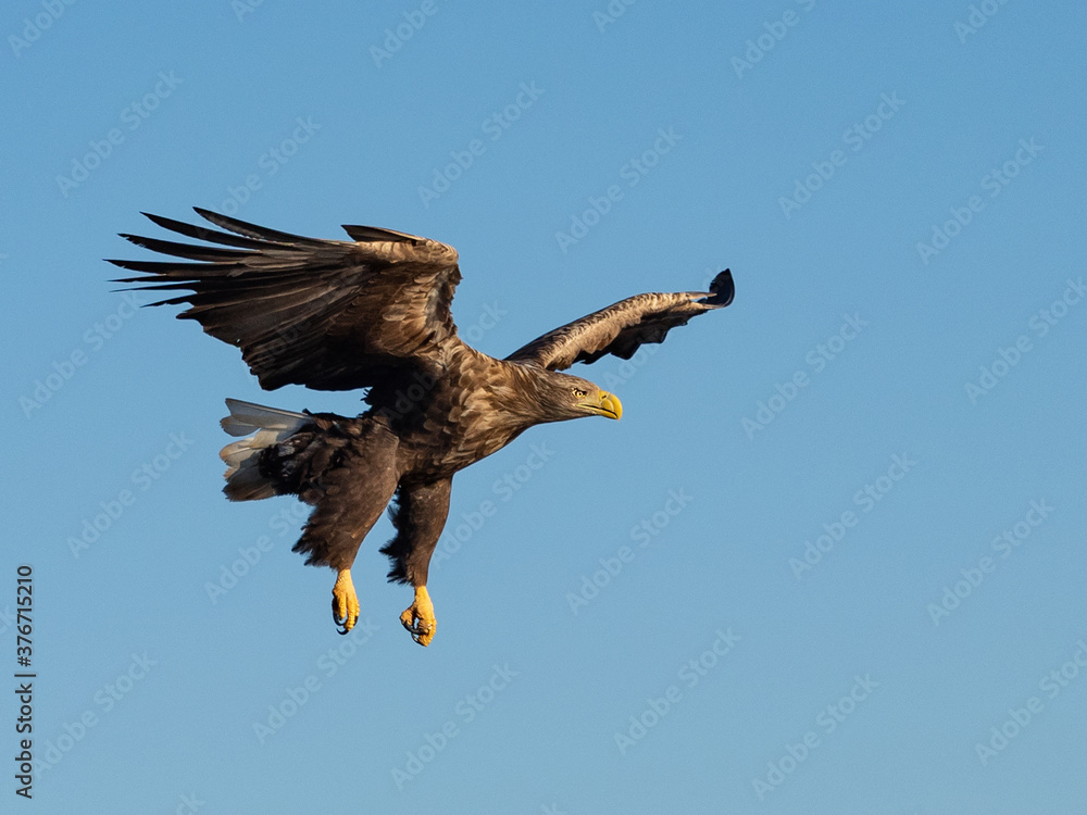 Obraz premium White-tailed eagle on approach