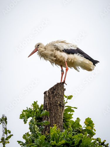 Freisland und Wangerland photo