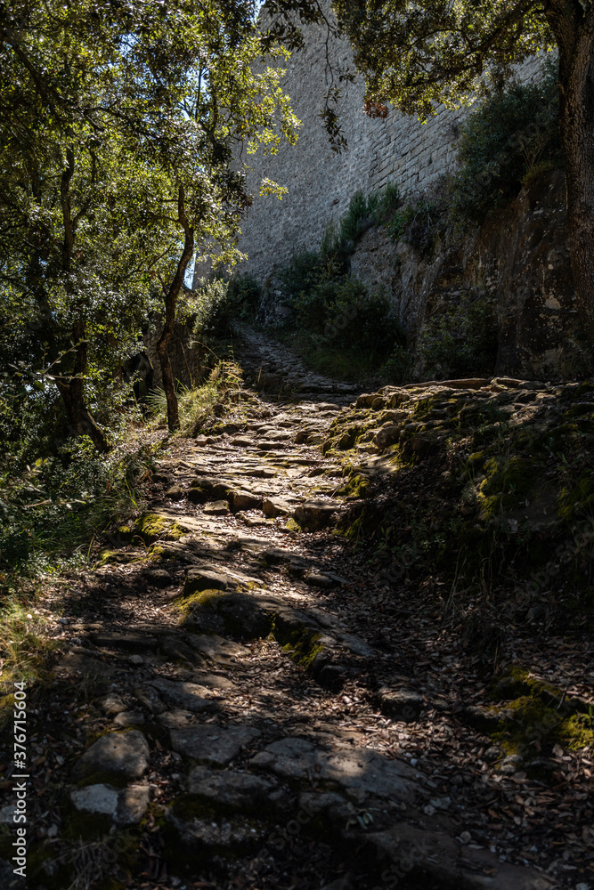 Obraz premium camino en el bosque