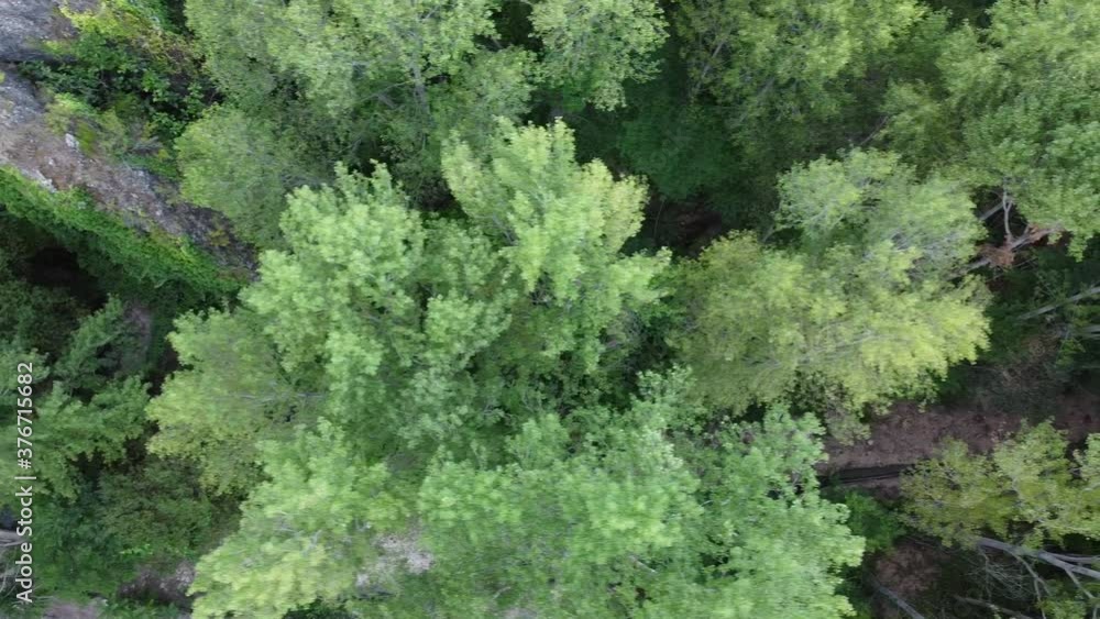 From above aerial view of forest with green and yellow trees growing in sunny autumn morning in nature From above aerial view of forest with green and yellow trees growing in sunny autumn morning in nature