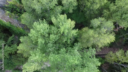 From above aerial view of forest with green and yellow trees growing in sunny autumn morning in nature