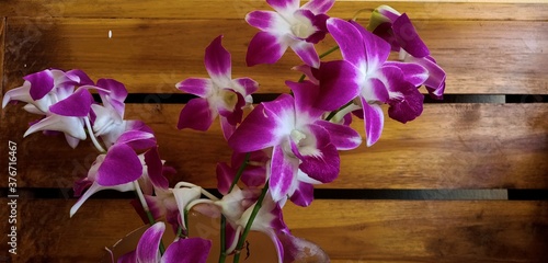 orchid