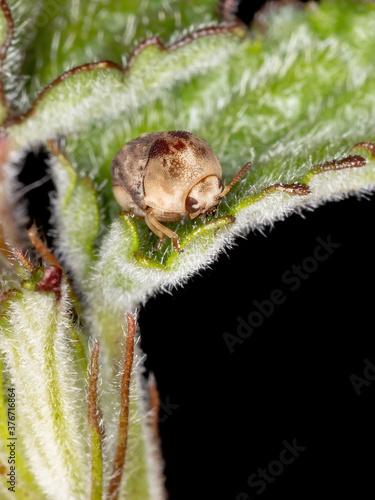 Warty Leaf Beetle of the Tribe Fulcidacini photo