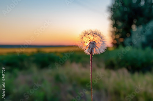 Dandelion against the background of the evening sun in a field near the forest.
