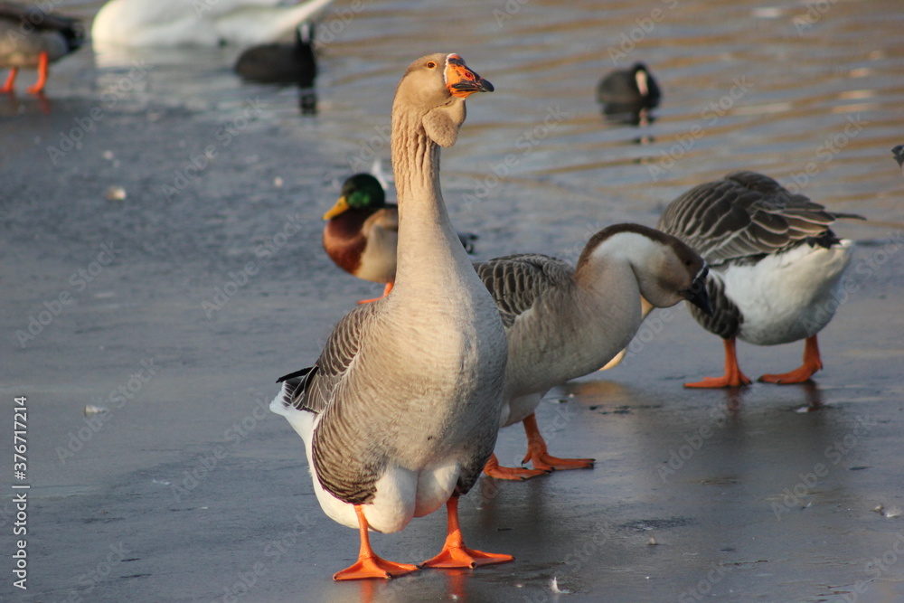 Obraz premium Höckergans (Anser cygnoid)