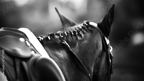 A black-and-white image of the neck of a black racehorse saddled with its mane neatly braided. Equestrian competitions.