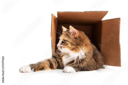 Cat in cardboard box. The playful cat is lying inside of the box with paws stretched out. 1 year old female long hair calico or torbie cat. Concept for cats love boxes. Isolated on white