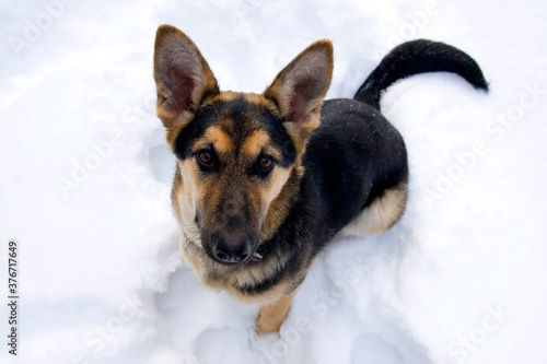 Top view of a german shepherd dog sitting in the snow © Dariusz