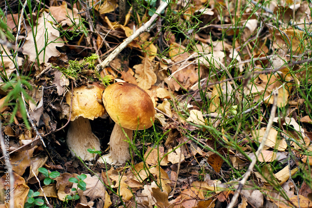 Two porcini mushrooms in the autumn forest, close up, soft focus
Two porcini mushrooms in the autumn forest, close up, soft focus