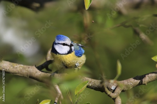 cute blue tit sitting on the branch. Wildlife scene with song bird. Parus caeruleus. Cyanistes caeruleus 