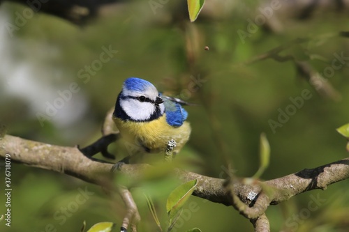 cute blue tit sitting on the branch. Wildlife scene with song bird. Parus caeruleus. Cyanistes caeruleus
 photo