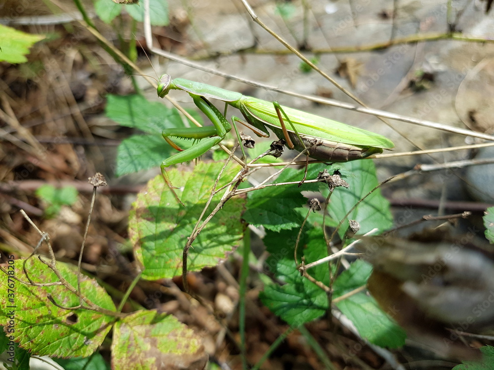 Europäische Gottesanbeterin - Mantis religiosa Europäische Gottesanbeterin - Mantis religiosa