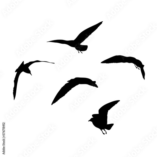 Set of seagulls birds  nautical sailor tattoo sketch. Black stroke of flying sea gull silhouettes on white background. Marine set. Drawings of different shapes of water birds in the flock. Vector.