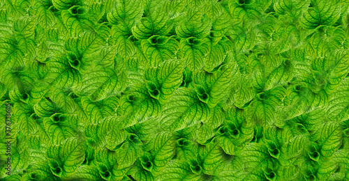 Fototapeta Naklejka Na Ścianę i Meble -  green grass texture