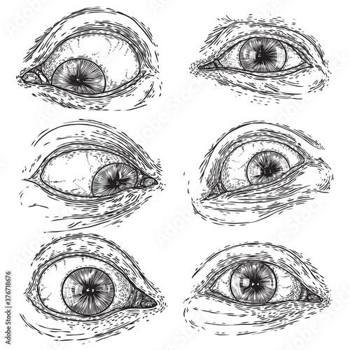 Set of human eyes for design of all seeing eye symbols variations. Alchemy, religion spirituality and occultism tattoo ink art collection. Vision of providence and third eye. Hand drawn vector.