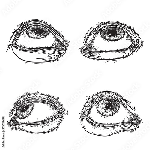 Set of various drawing of the human eye in different direction and emotion. All seeing eye, the symbol of the Masons as an option design element. Man vision. Vector.