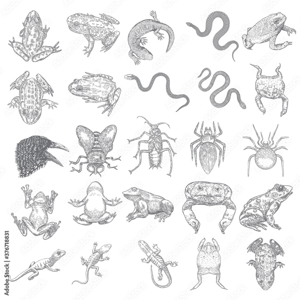 Magic animal elements set. Hand drawn sketch for magician collection. Witchcraft spell symbols, reptile frog, toad, lizard and snake, spider, fly insect, crow, raven bird, cockroach. Vector.