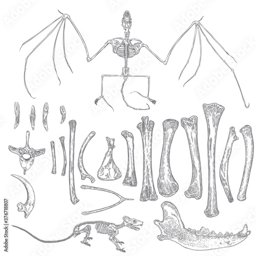 Magic animal bones design elements set. Hand drawn sketch for magician collection. Witchcraft spell symbols, bird raven, chicken bones, wolf or dog jaw, vampire bat skeleton, rat or mouse. Vector.