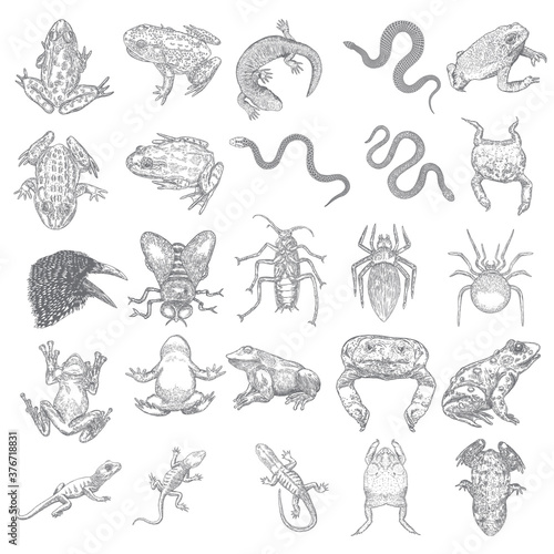 Magic animal elements set. Hand drawn sketch for magician collection. Witchcraft spell symbols, reptile frog, toad, lizard and snake, spider, fly insect, crow, raven bird, cockroach. Vector.
