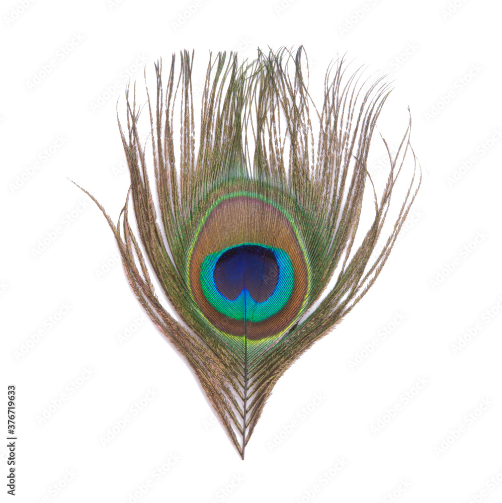 Fototapeta premium Elegant colorful peacock bird feather isolated on the white