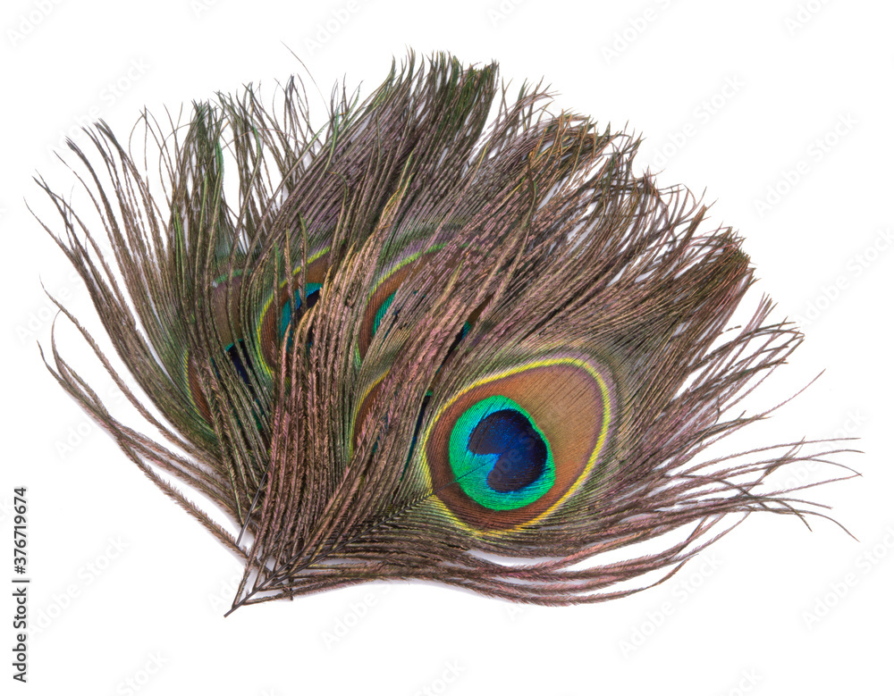 Fototapeta premium Elegant colorful peacock bird feather isolated on the white