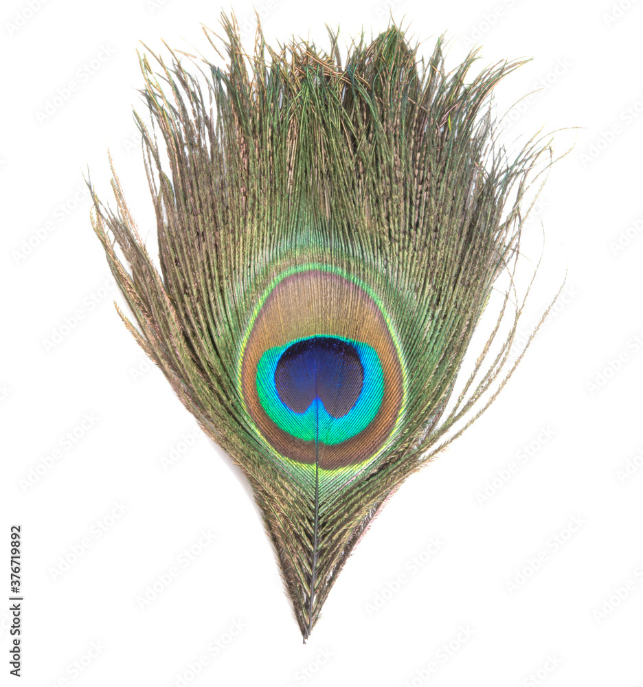 Fototapeta premium Elegant colorful peacock bird feather isolated on the white