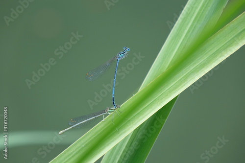 Libellen: Azurjungfern bei der Paarung photo