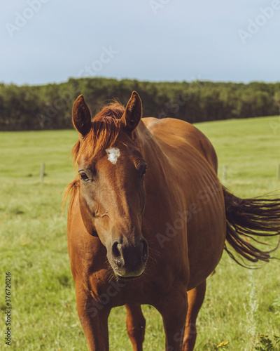 Horse Closeup © Alex
