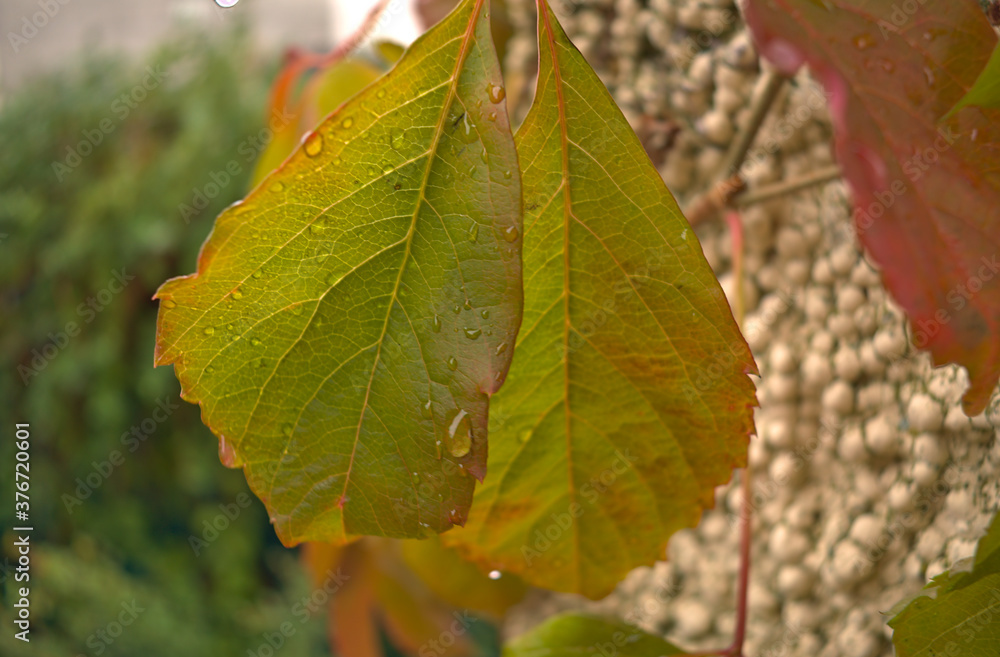 Plano de cerca de dos hojas de Falsa uva con unas gotitas de lluvia, tomando ya sus colores de otoño, verde, amarillo y rojo. Luz natural Plano de cerca de dos hojas de Falsa uva con unas gotitas de lluvia, tomando ya sus colores de otoño, verde, amarillo y rojo. Luz natural
