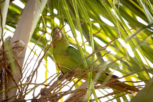 White-eyed Parakeet of the species Psittacara leucophthalmus photo