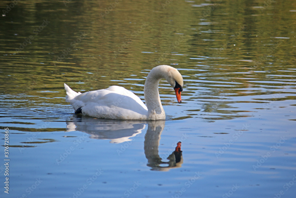 Naklejka premium Swan in reflection on a lake 