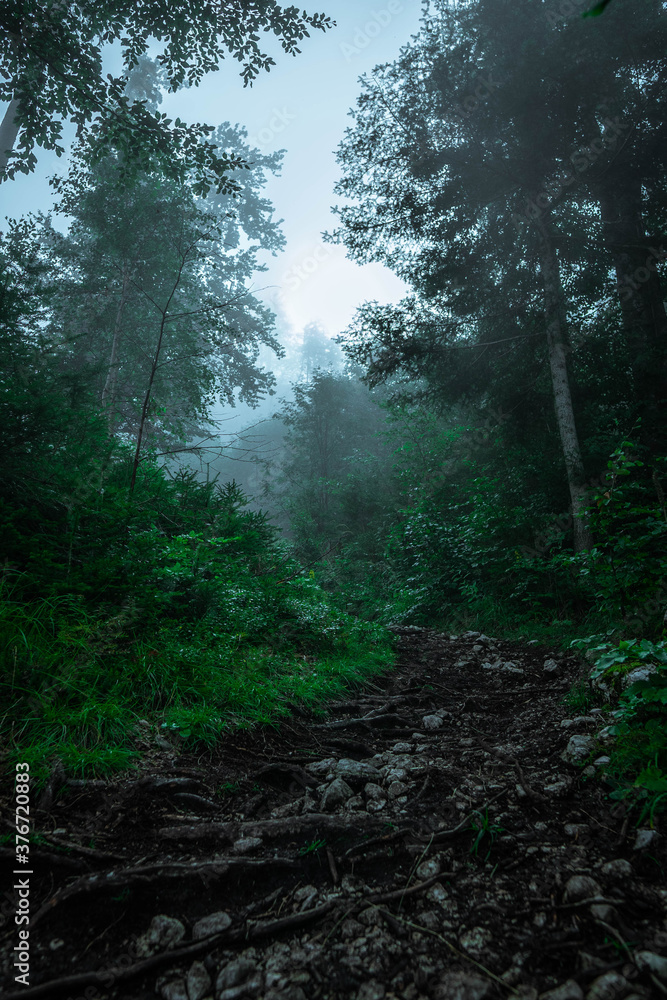 Obraz premium Waldweg Morgendunst