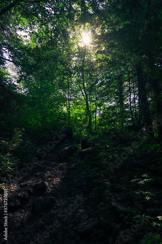 Waldweg Morgensonne dunst