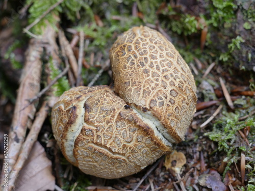 Kartoffelbovist, die Form erinnert an ein gebrochenes Herz photo