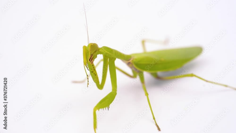green female praying mantis cleans its paws. insect on a white background. close-up green female praying mantis cleans its paws. insect on a white background. close-up