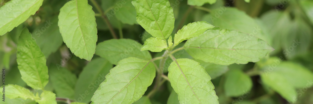 Holy basil leaves on the Holy basil tree banner background. Holy basil leaves are useful herbs. Holy basil leaves on the Holy basil tree banner background. Holy basil leaves are useful herbs.
