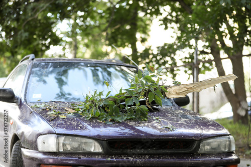 Wallpaper Mural A tree fell on the car due to strong wind. Broken vehicle after the storm. Disaster in a city. Torontodigital.ca