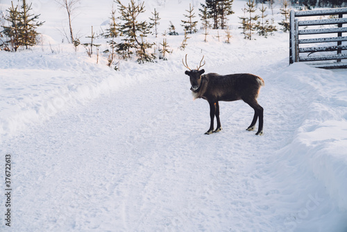 Picture of cute noble deer standing on white snow background living in wild natural environment  animal mammal destination national park on winter holiday resort