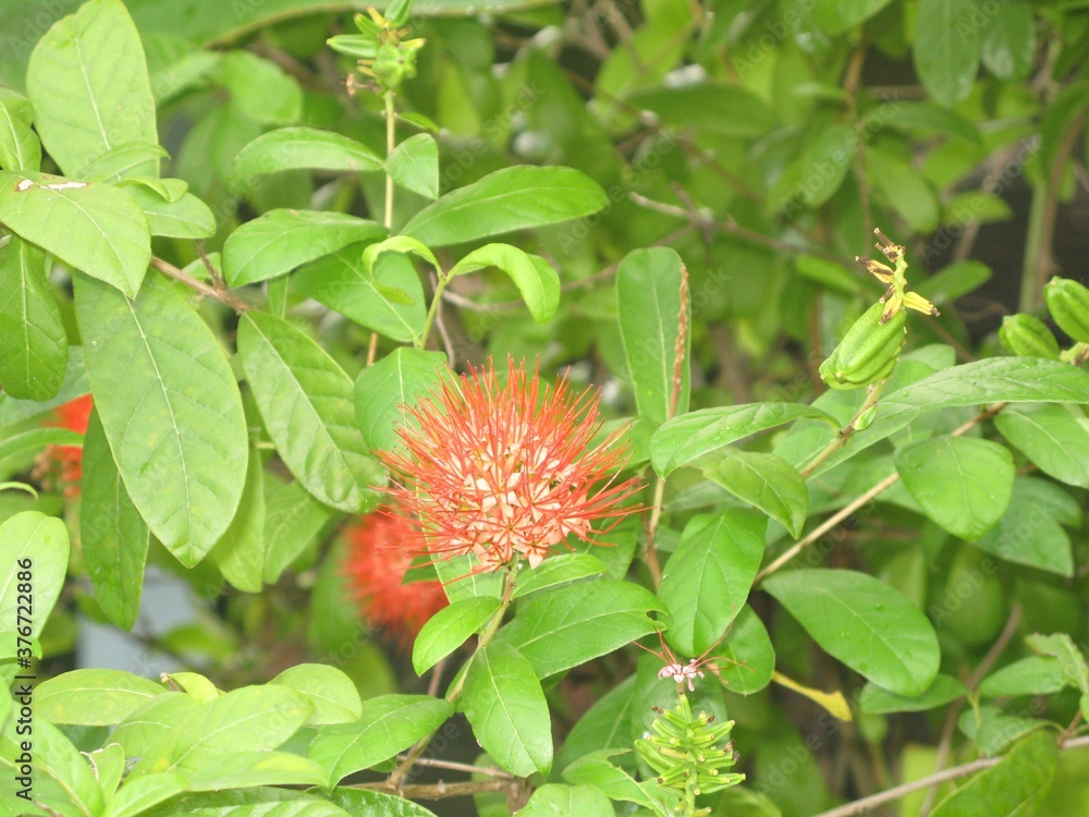 red and yellow flower red and yellow flower