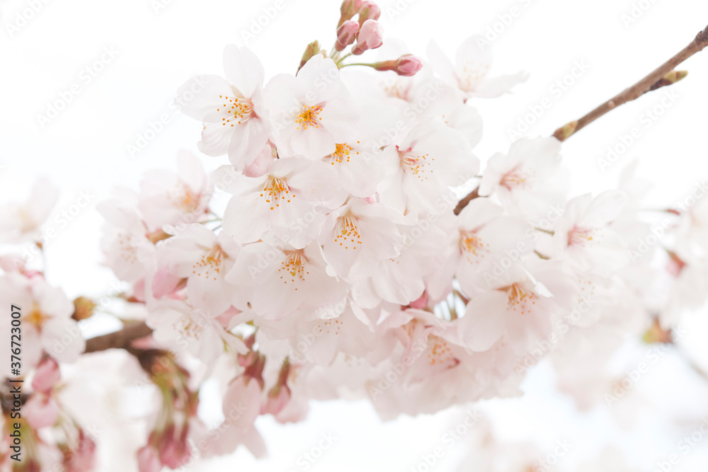 Fototapeta premium 桜の花