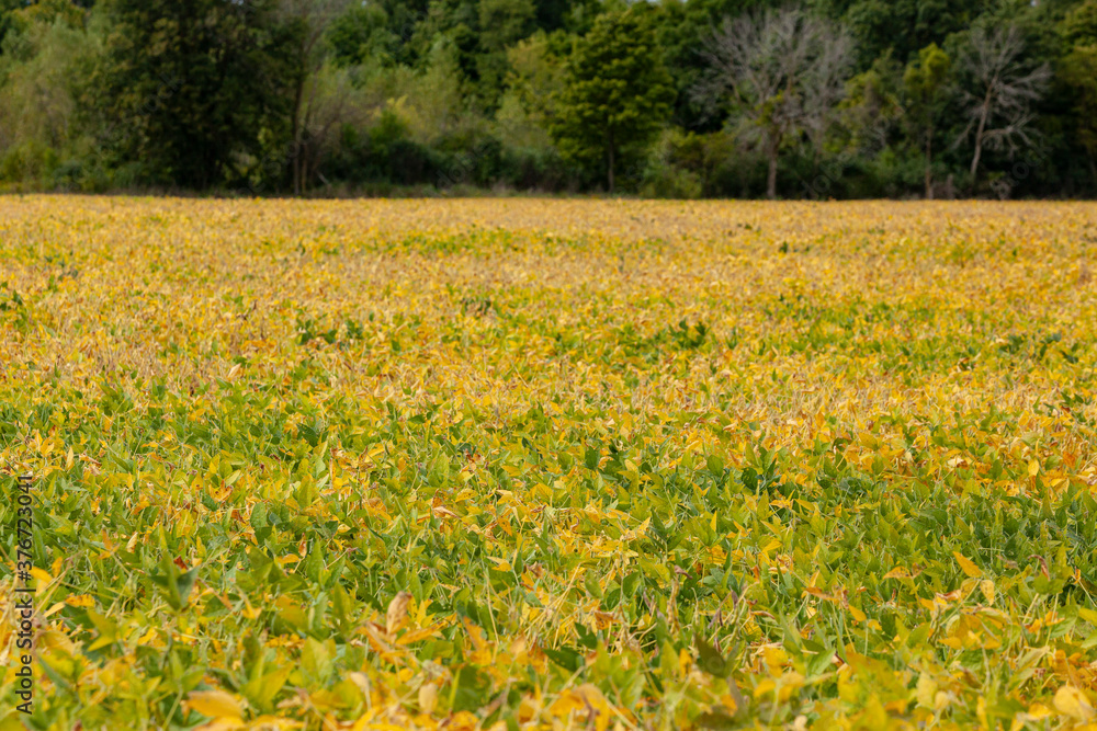 A field of soybeans turning yellow in the fall with dark trees in the background. A field of soybeans turning yellow in the fall with dark trees in the background.