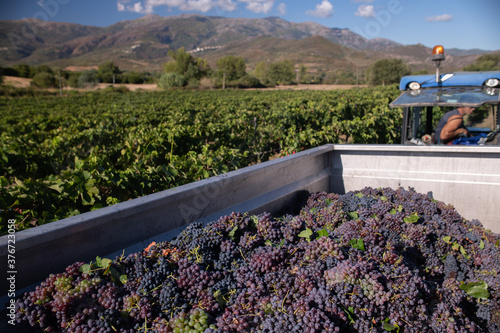 Tableau sur toile Grape harvest for wine production in Corsica, France