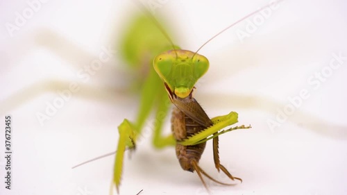 green female praying mantis eating a cricket. insect on a white background. close-up