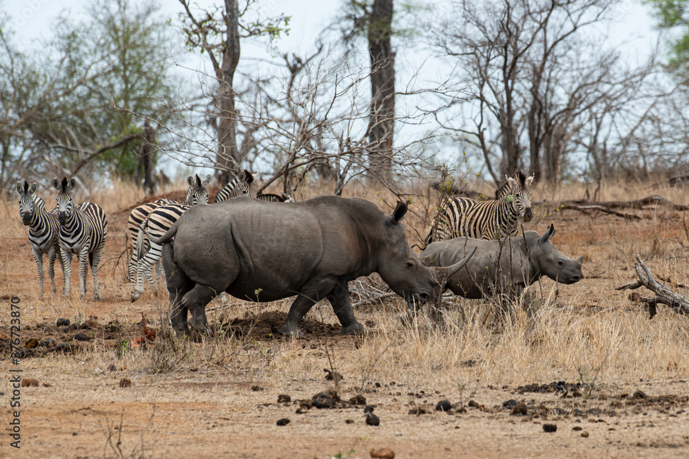 Fototapeta premium Rhinocéros blanc, femelle et jeune, white rhino, Ceratotherium simum, Parc national Kruger, Afrique du Sud