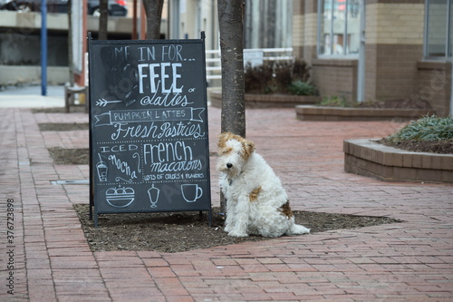 Slika na platnu Dog tied waiting patiently for owner outside a Bethesda MD Cafe