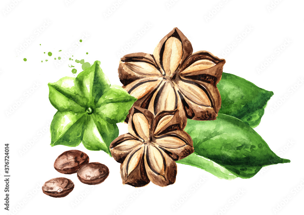 Sacha Inchi peanut, fresh green and dried capsule seeds fruits and leaves, Plukenetia volubilis. Watercolor hand drawn illustration, isolated on white background Sacha Inchi peanut, fresh green and dried capsule seeds fruits and leaves, Plukenetia volubilis. Watercolor hand drawn illustration, isolated on white background