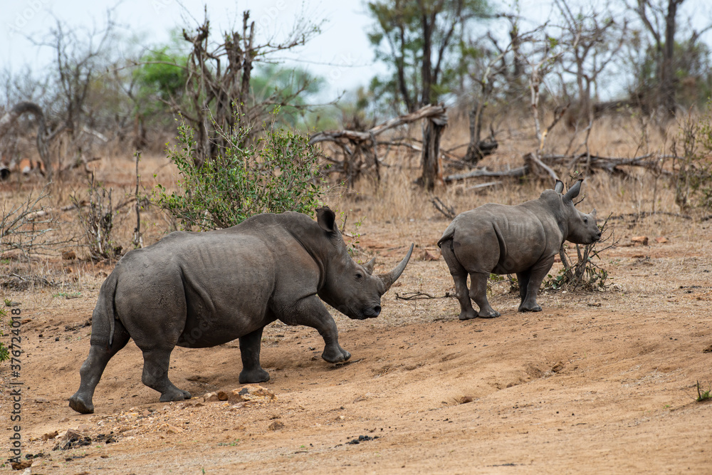 Rhinocéros blanc, femelle et jeune, white rhino, Ceratotherium simum, Parc national Kruger, Afrique du Sud Rhinocéros blanc, femelle et jeune, white rhino, Ceratotherium simum, Parc national Kruger, Afrique du Sud