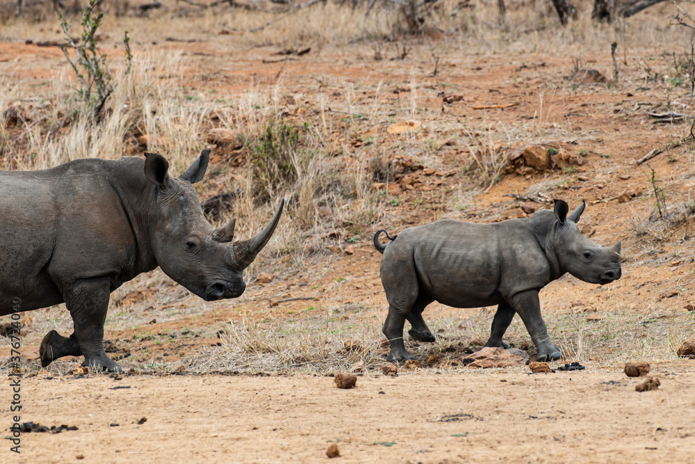 Obraz premium Rhinocéros blanc, femelle et jeune, white rhino, Ceratotherium simum, Parc national Kruger, Afrique du Sud