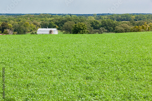 A green field of alfalfa hay on a hill with a white barn, trees, and sky in the background.